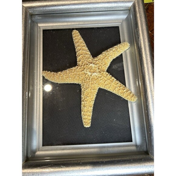 Framed Natural Starfish & Sand Dollar Set 15” X 9” Nautical Beach House Decor - Picture 3 of 6